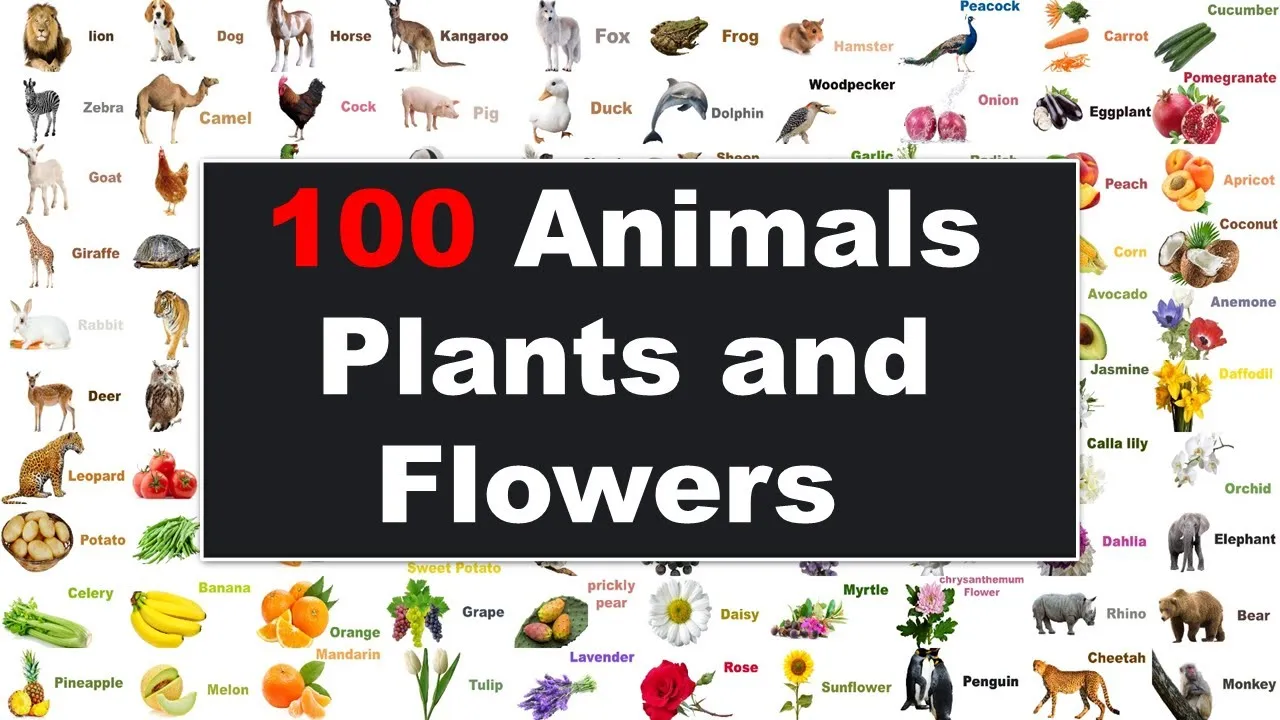 Animals, Plants and Flowers