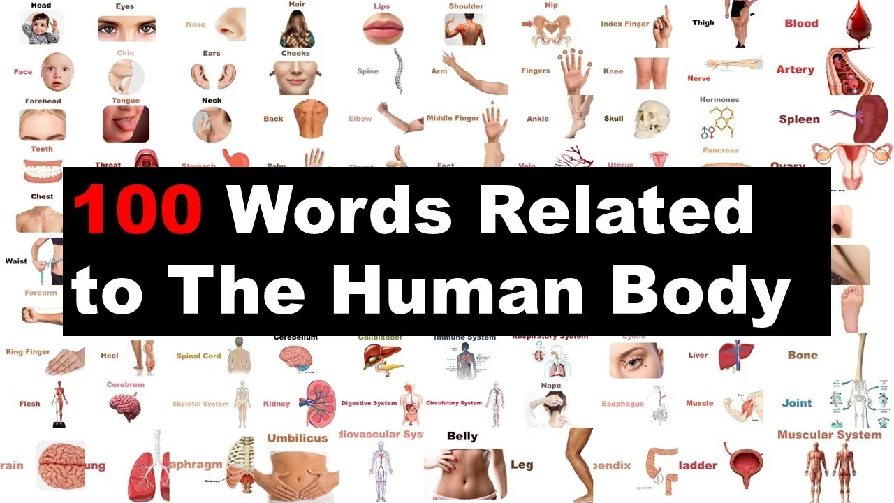 Words Related to The Human Body